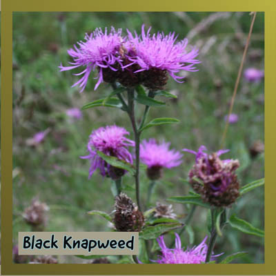 Black Knapweed